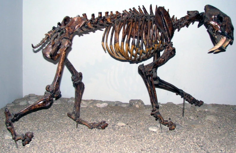a skeleton of a dog in the shape of a bird