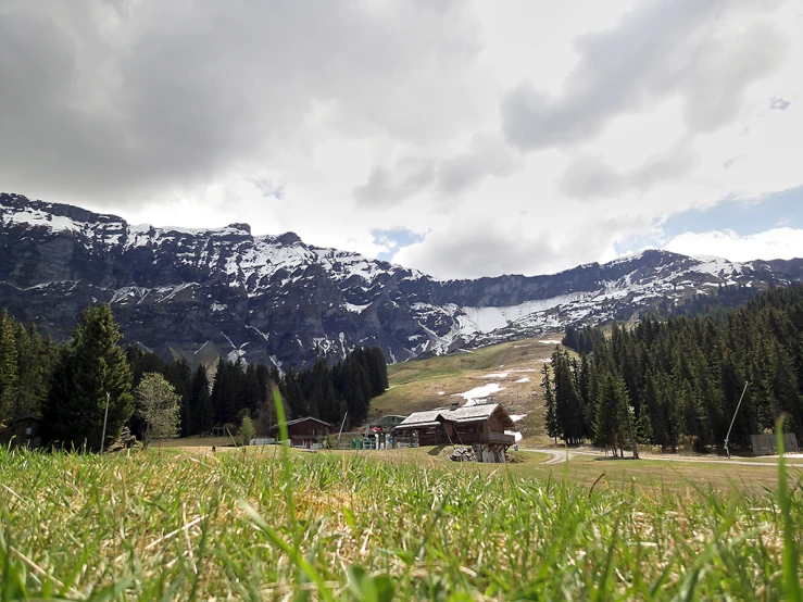 view of an alpine area with grass and trees on the side