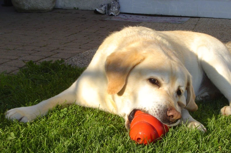 dog laying on the grass playing with a red toy