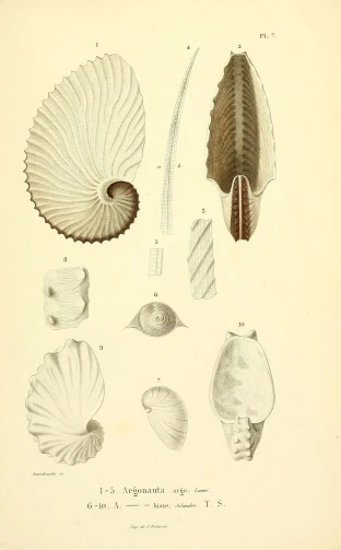 an illustration showing several types of shells