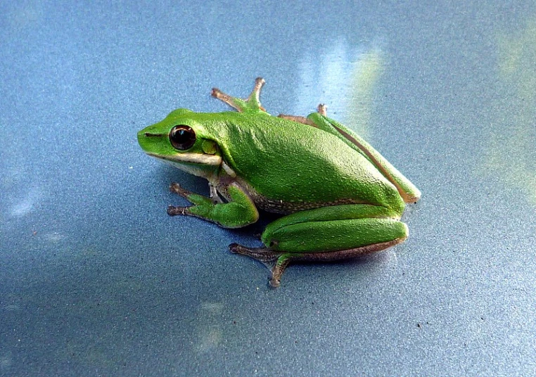 a close up of a small green frog on a shiny surface