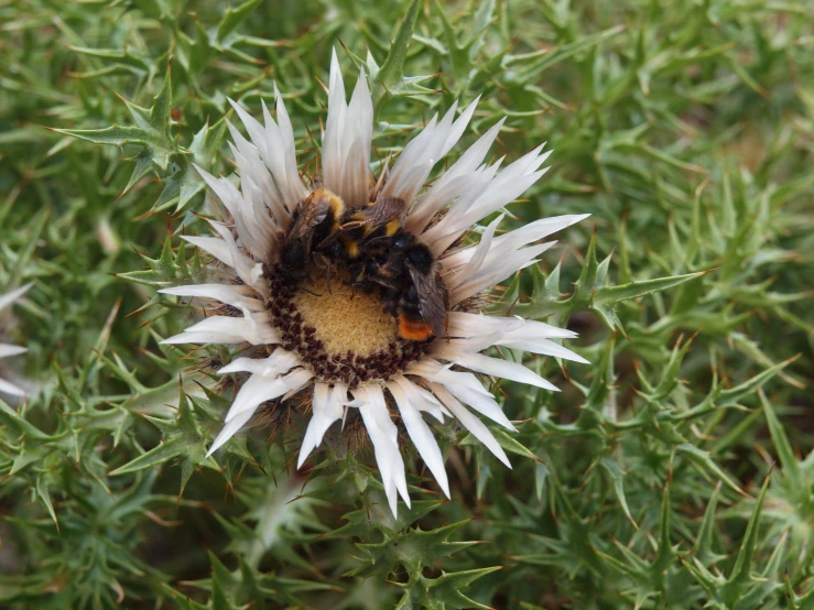 a white and brown flower in the middle of a grass field