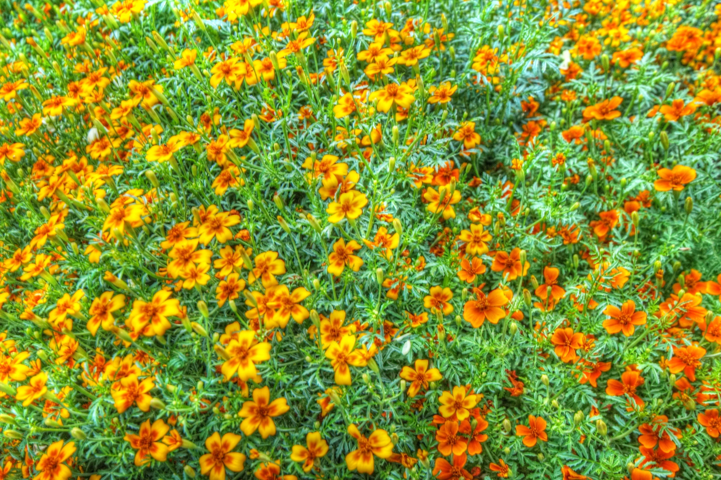 yellow and orange flowers in the grass