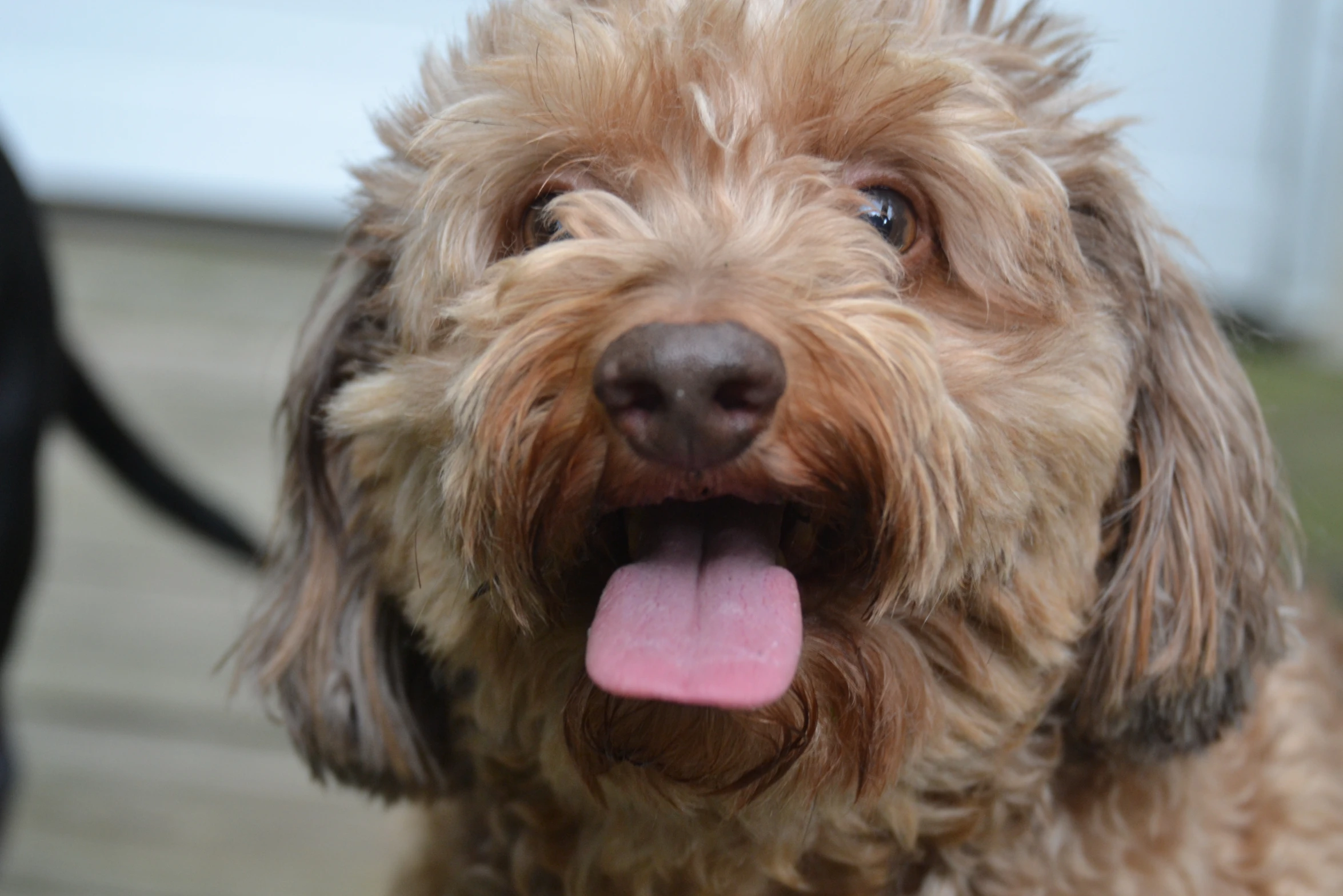 a dog is standing on the ground with its tongue out