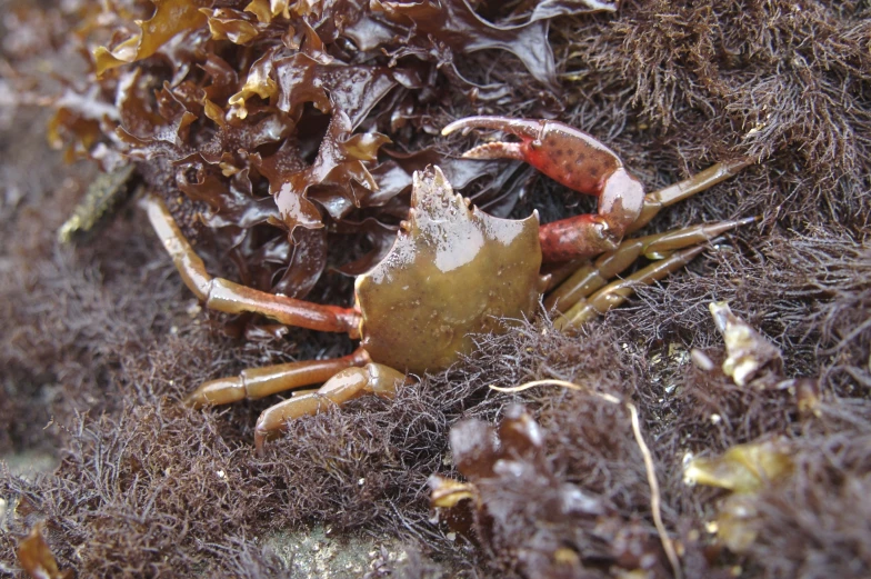 a close up image of a crab on the ground