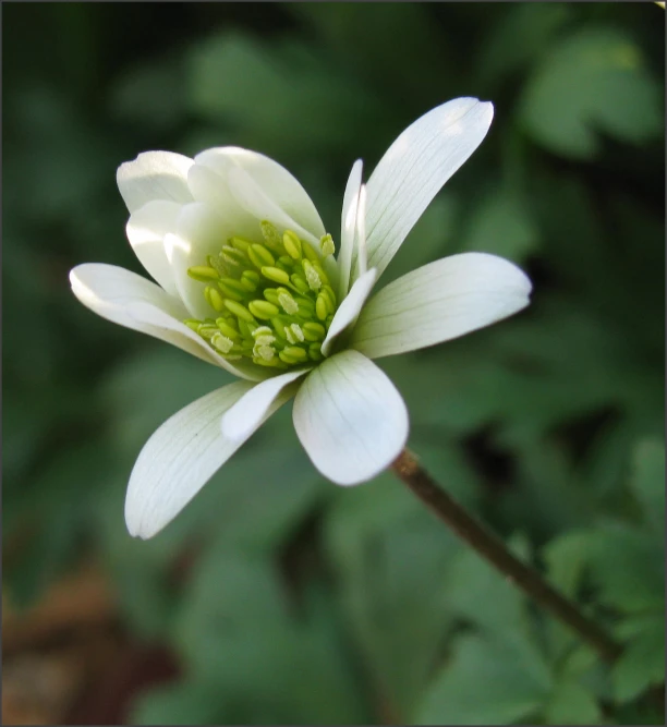 a white flower with a green center