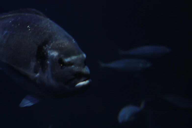 a fish looks surprised as it swims along with other fish