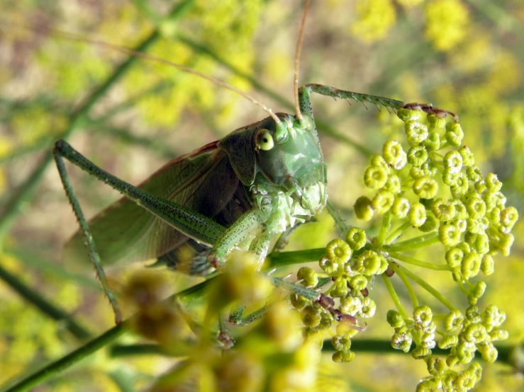 there is a large grasshopper on the plant