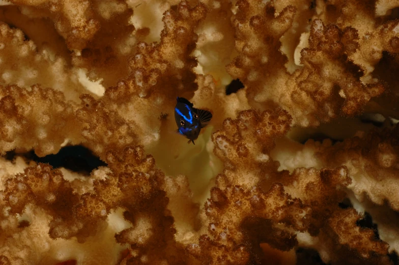a blue and black erfly sitting on some kind of food