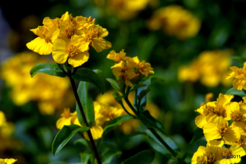 there are small yellow flowers blooming in the green plants