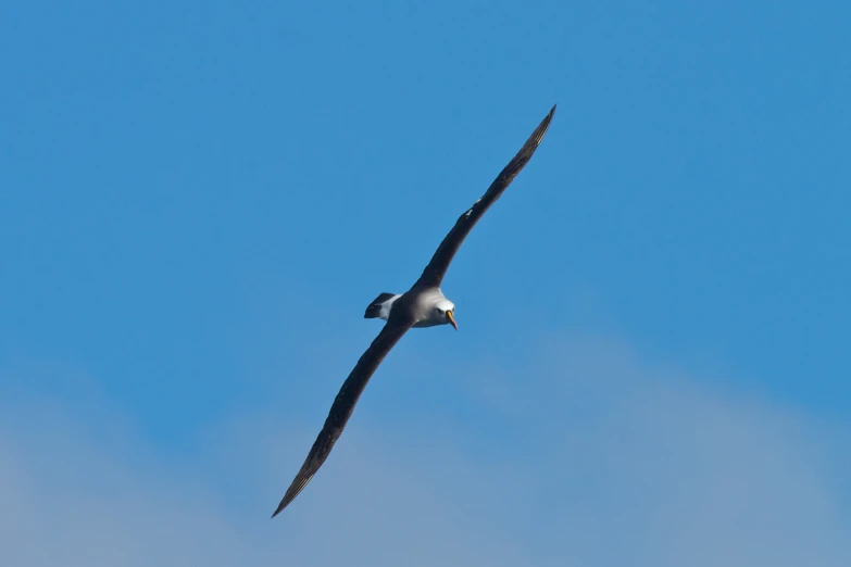 a bird is soaring through a clear sky