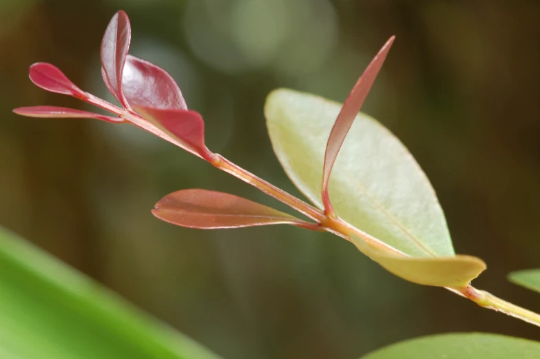 a plant that has just grown from a stalk