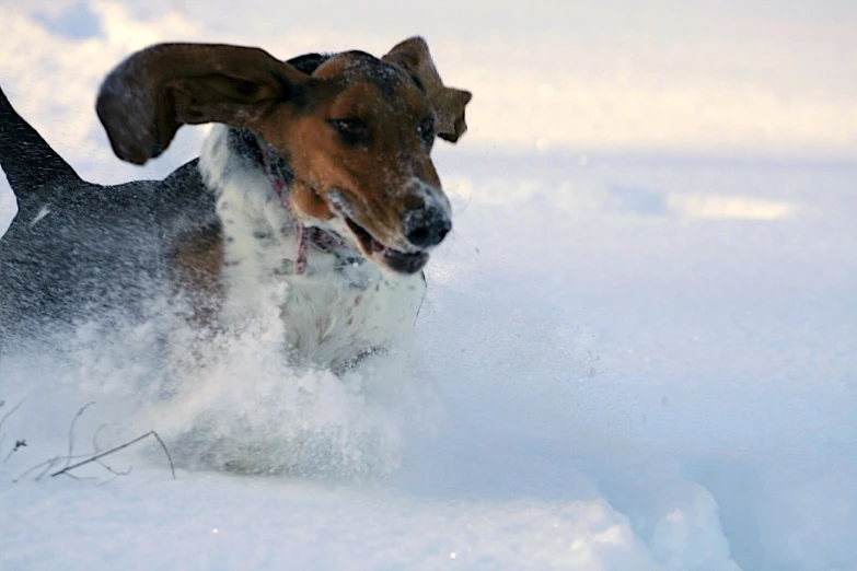 a brown dog running in the snow with it's head above the snow