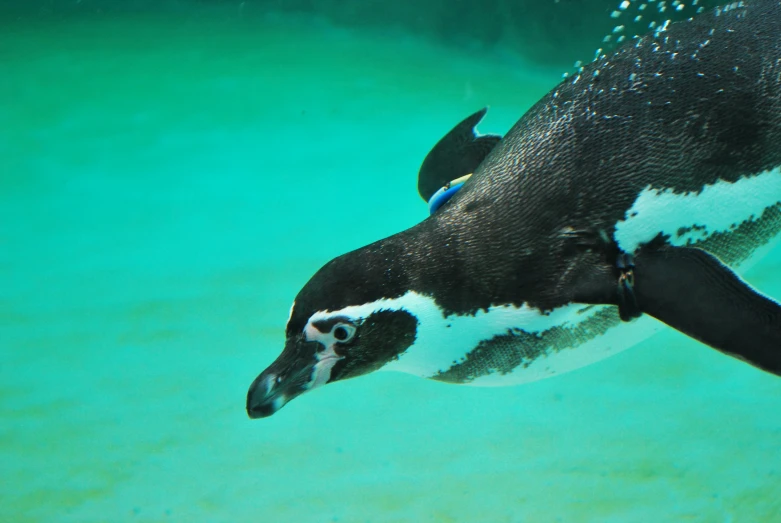 a penguin is floating on top of a pool