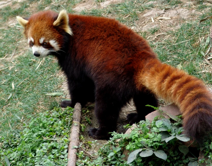 a red panda standing on top of grass next to a tree