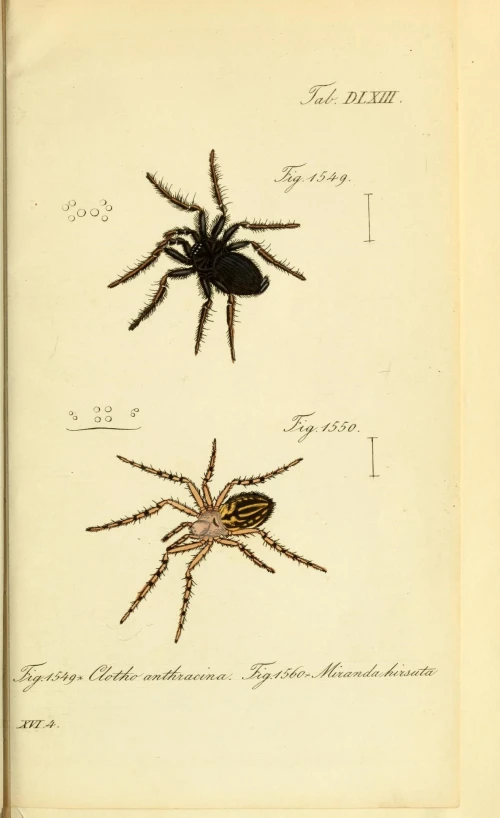 a drawing with several large and small spideres