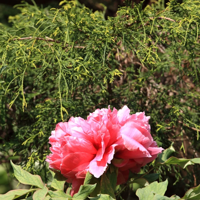 a pink flower sits on top of a nch