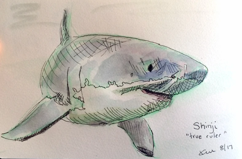 the pencil drawing of a shark is on paper