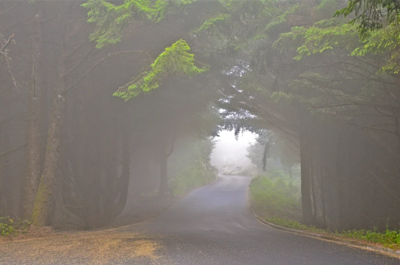 a street with trees all around and one car on it