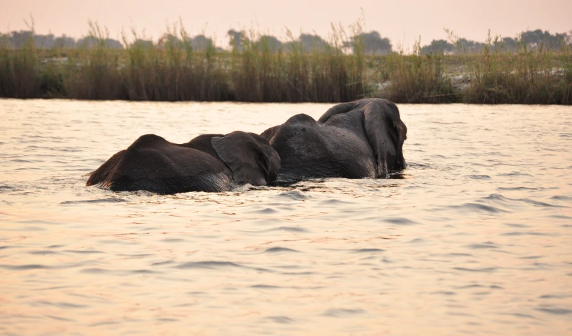 there are two elephants submerged in a body of water