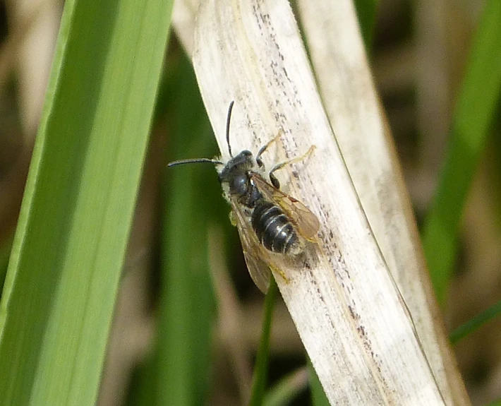 a large insect sitting on top of a thin grass plant