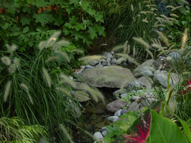 a river runs through a very lush, shady garden