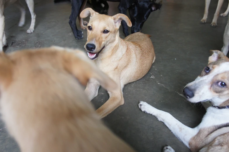 four dogs that are laying on the ground