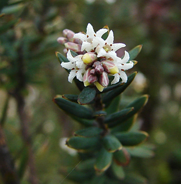 a flower that is on a green leafy stalk