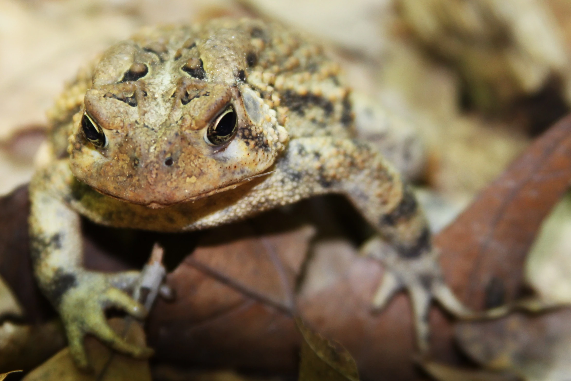 a small frog that is sitting on some leaves