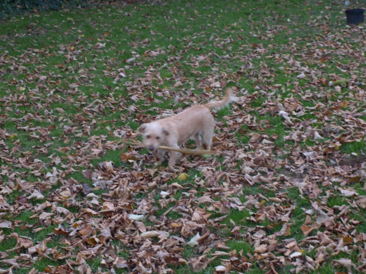 a dog walking across leaves in a yard