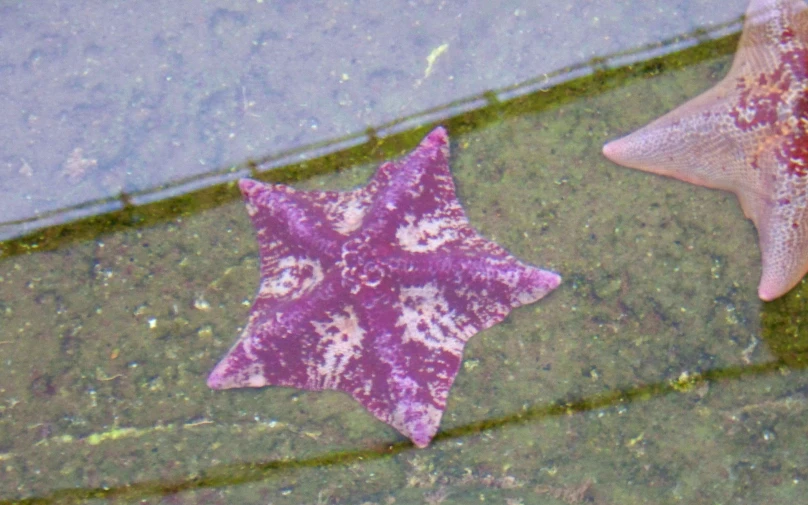 the two little sea stars have purple colors