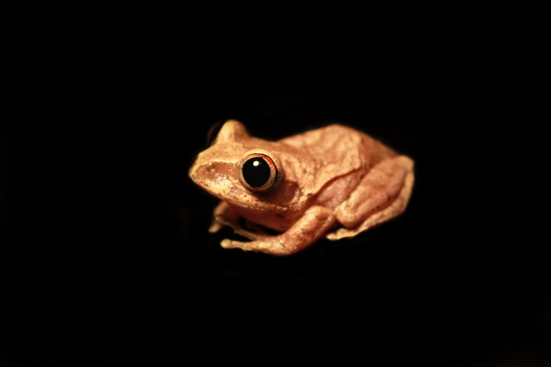 a small brown frog sitting on top of a black surface