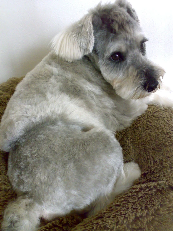 a small stuffed dog with a pillow on the ground