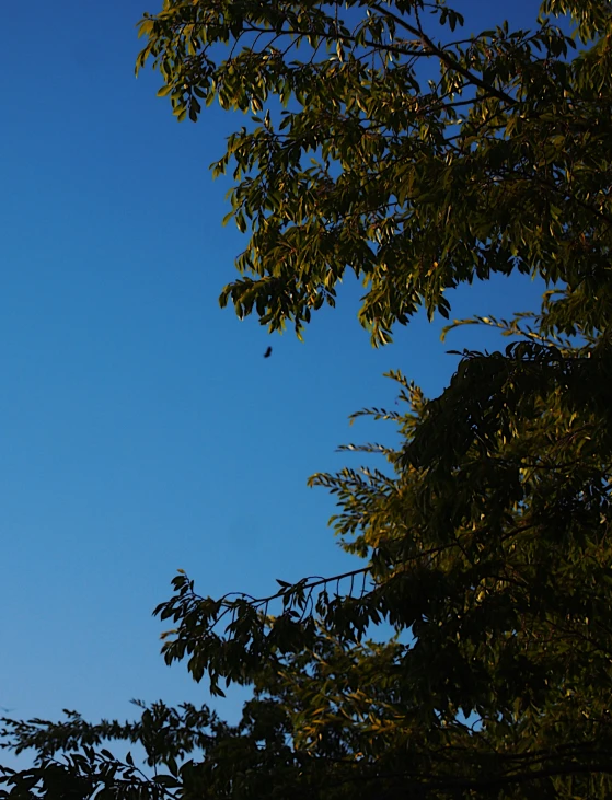 tree nches with clear blue sky in background