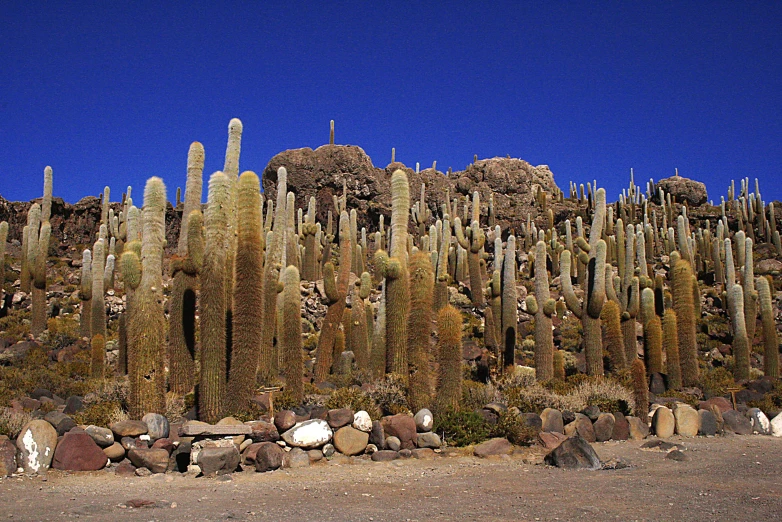 cactus plants are in a line on rocks