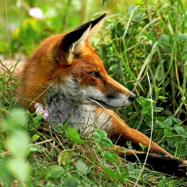 a fox in the brush on a sunny day