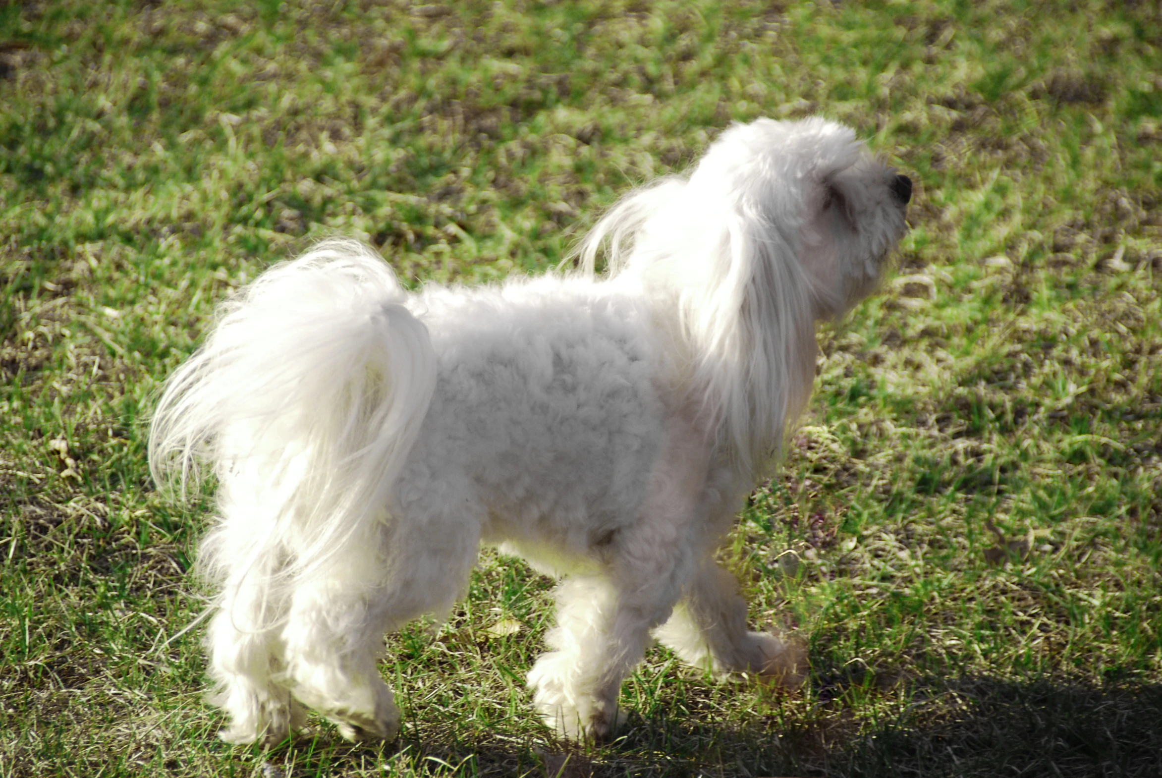 a dog stands in a field with grass