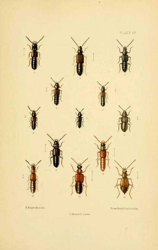 a bunch of beetles standing in different directions