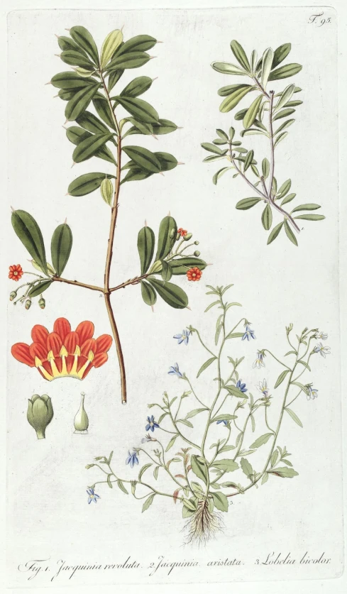 an illustrated plant with green leaves and flowers