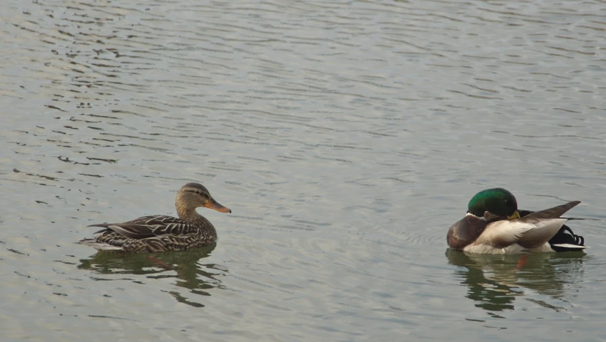 two ducks are swimming in the lake