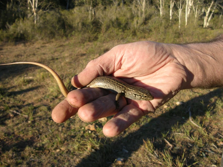 the hand holds out a snake for the camera