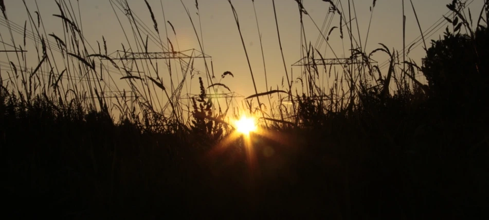 a po of a sunset seen through a field with tall grass