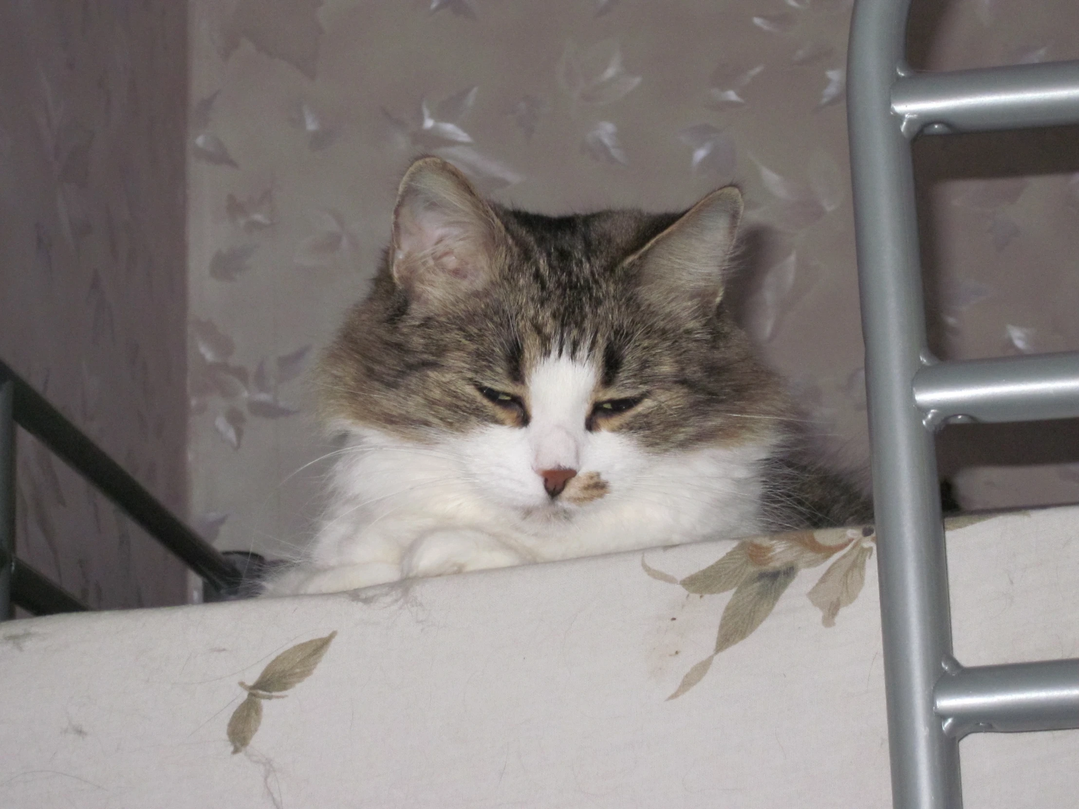 a cat with eyes closed lying in a cage