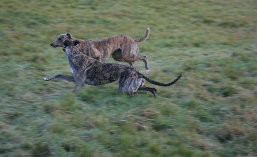 two dogs running in a field while chasing each other