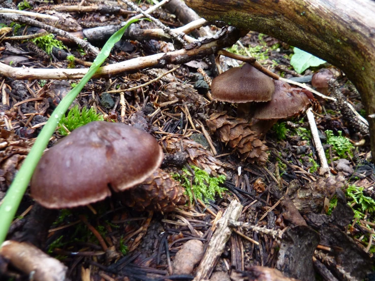 small mushrooms growing out of the ground next to a fallen tree