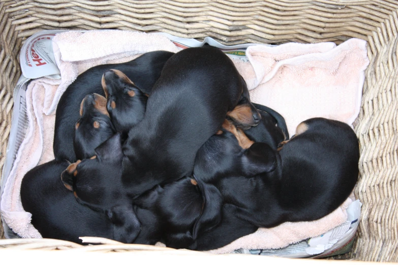 several puppies curled together in a basket