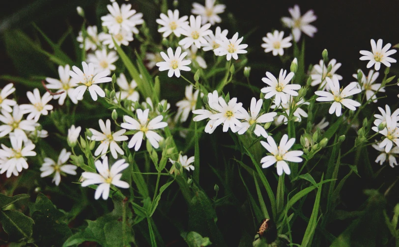 a close up of a bunch of daisies