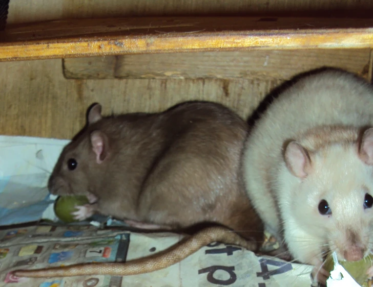 two mouses eating soing off of a table