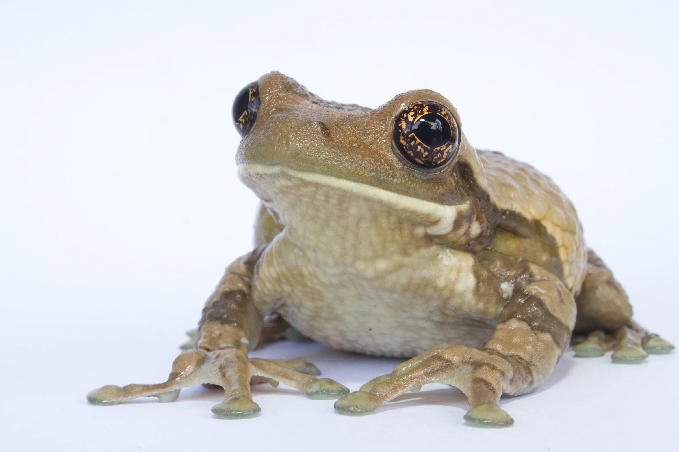 a brown and black frog sitting up against a white background