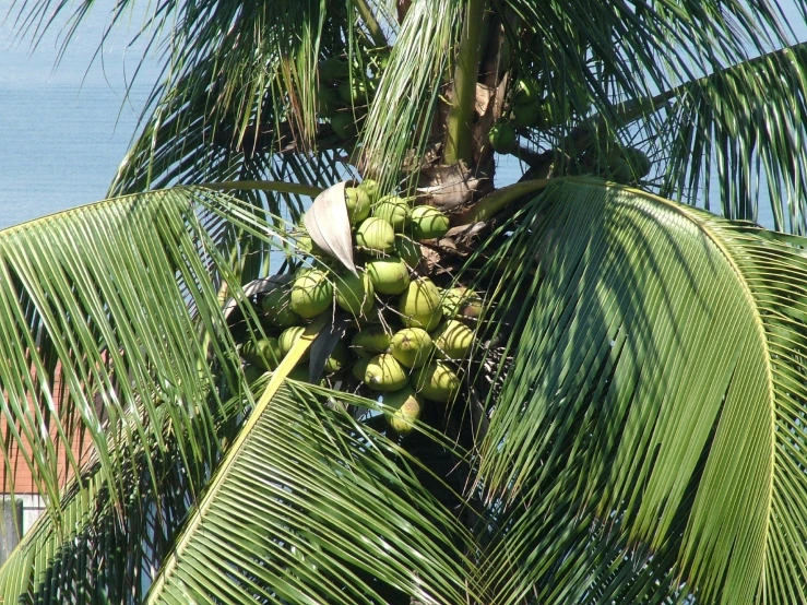 a coconut tree filled with lots of green fruit